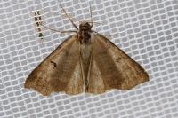 Lygephila pastinum
