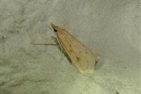 Udea numeralis