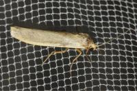 Indalia pygmaeola pallifrons