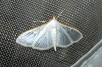 Palpita vitrealis