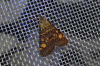 Pyrausta aurata