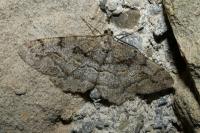 Alcis repandata