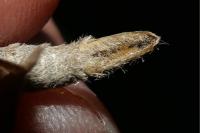 Aplocera plagiata