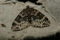 Ecliptopera silaceata