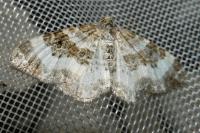 Epirrhoe rivata