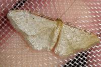 Idaea humiliata