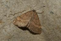 Idaea rufaria