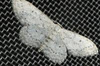 Idaea seriata