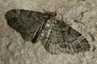 Pasiphila rectangulata