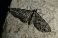 Eupithecia nanata