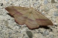 Rhodostrophia vibicaria