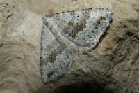 Scotopteryx bipunctaria