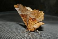 Selenia lunularia