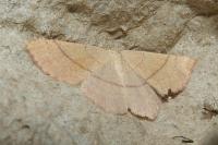 Cyclophora suppunctaria
