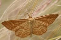Idaea ochrata