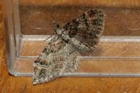 Gymnoscelis rufifasciata