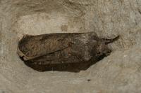Agrotis segetum