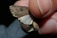 Agrotis segetum