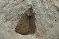 Caradrina terrea