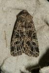 Sideridis reticulata