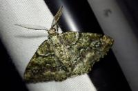 Cleorodes lichenaria