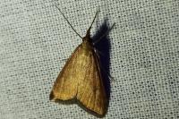 Udea ferrugalis