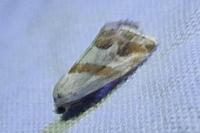 Eublemma candidana