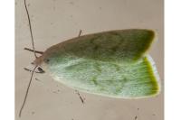 Earias vernana