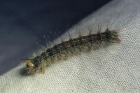 Lymantria dispar