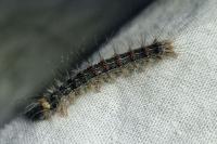Lymantria dispar