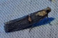 Oxybia transversella