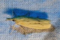 Ematheudes punctella