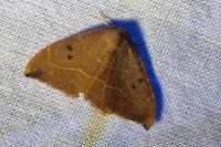 Watsonalla binaria