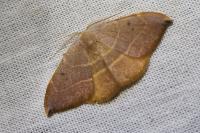 Watsonalla uncinula