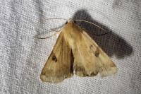 Heliothis peltigera