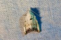 Nola infantula