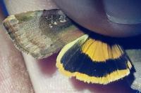 Noctua janthe/janthina