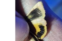 Noctua janthe/janthina
