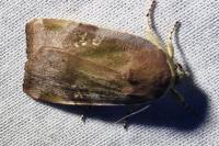 Noctua janthe/janthina