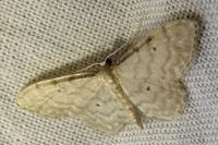 Idaea fuscovenosa