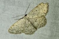 Scopula marginepunctata