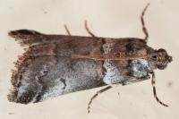 Acrobasis legatea