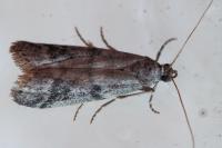 Ephestia