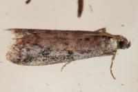 Ephestia