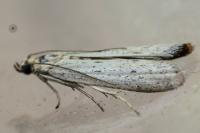 Phycitodes