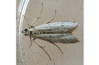 Phycitodes