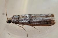 Ephestia welseriella