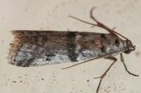 Ephestia welseriella