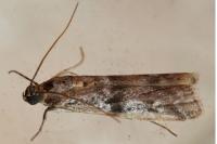 Ephestia welseriella