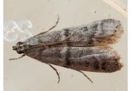 Ephestia